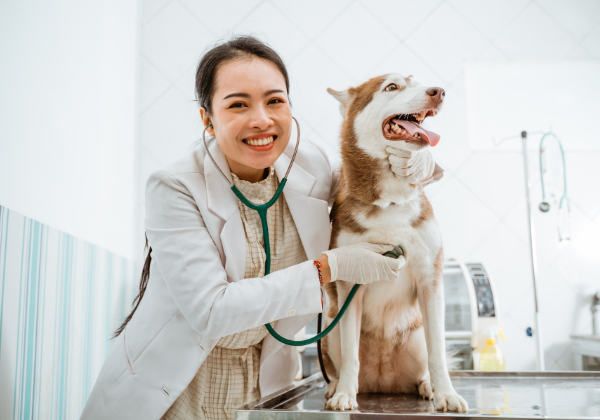 cachorro no veterinario