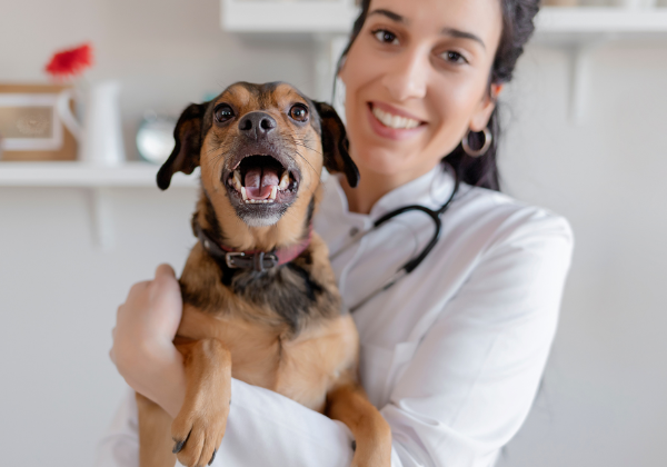 cachorro no veterinario