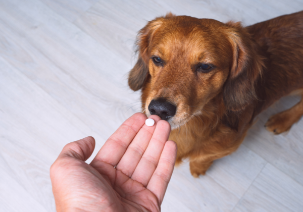 cachorro no veterinario