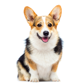 Welsh Corgi Pembroke