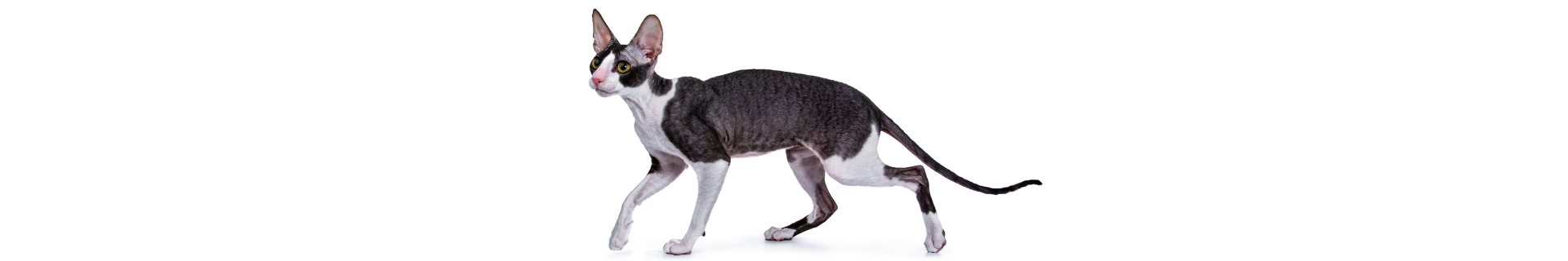 Cornish Rex