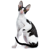 Cornish Rex