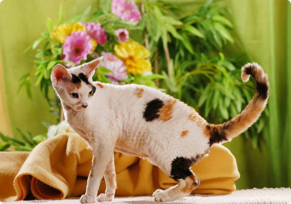 Cornish Rex