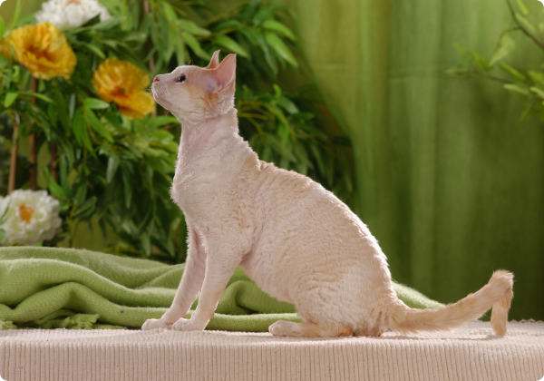 Cornish Rex