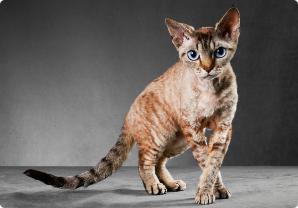 Cornish rex