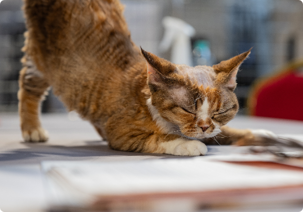 Cornish rex
