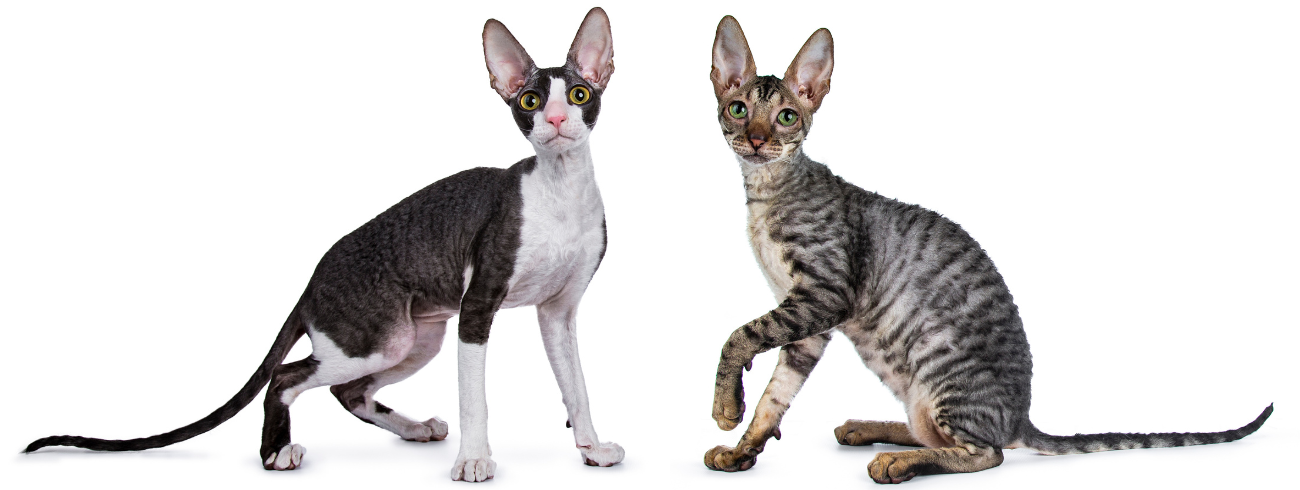 Cornish rex