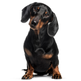 Dachshund