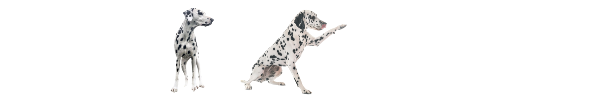 Dálmata Dálmata