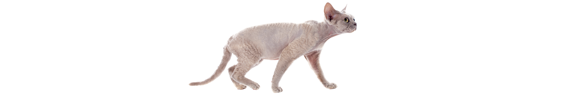 Devon Rex