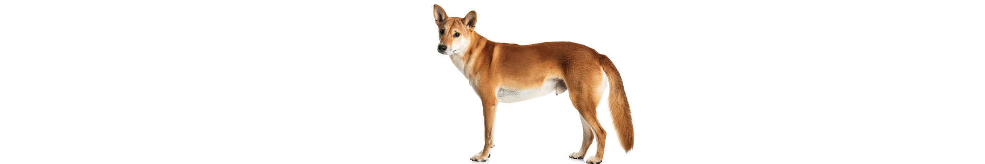 Cão Cantor da Nova Guiné