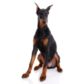 Doberman