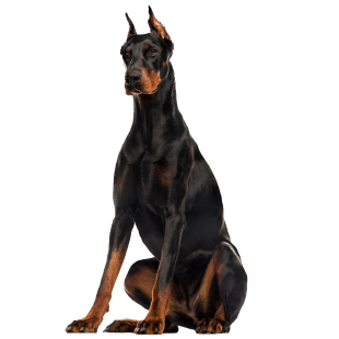 Doberman
