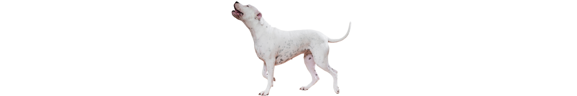 Dogo Argentino