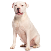 Dogo Argentino