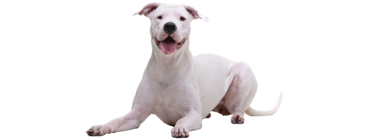 Dogo Argentino