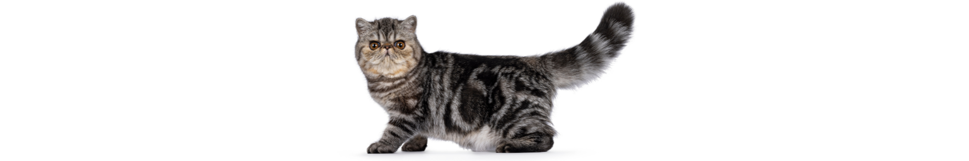Gato Exótico de Pelo Curto