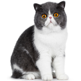 Gato Exótico de Pelo Curto