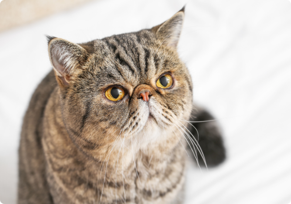 Gato Exótico de Pelo Curto