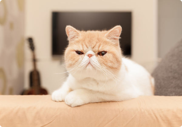 Gato Exótico de Pelo Curto