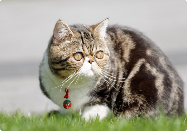 Gato Exótico de Pelo Curto