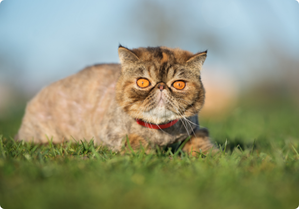 Gato Exótico de Pelo Curto