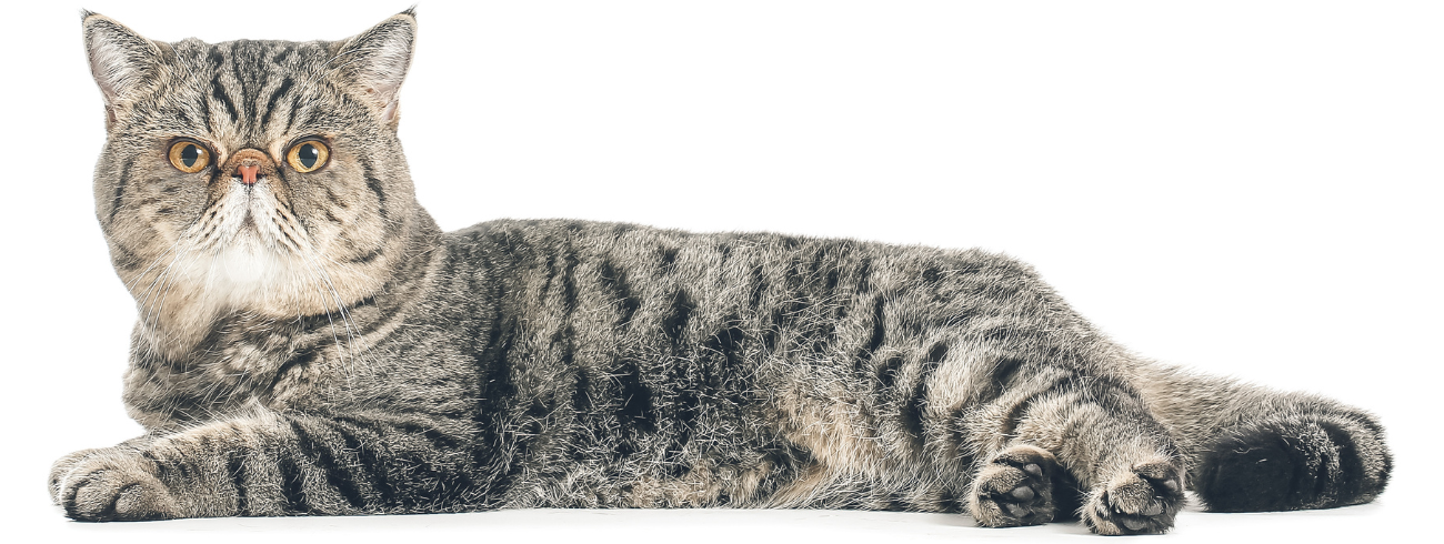 Gato Exótico de Pelo Curto