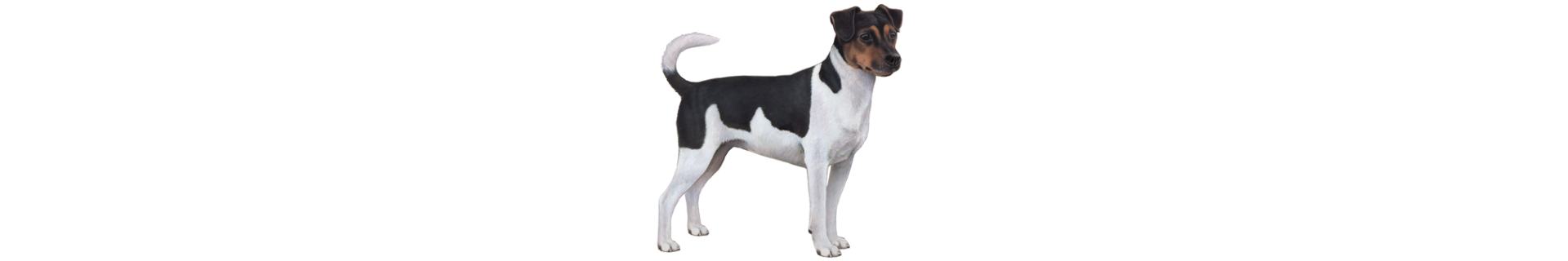 Danish Swedish Farmdog