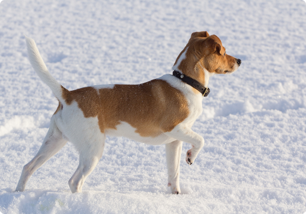Danish Swedish Farmdog