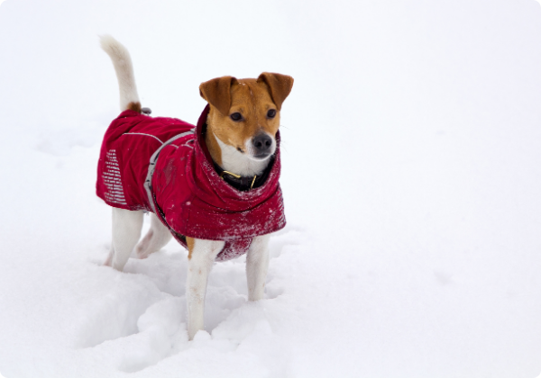 Danish Swedish Farmdog