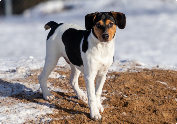 Danish Swedish Farmdog