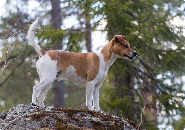 Danish Swedish Farmdog
