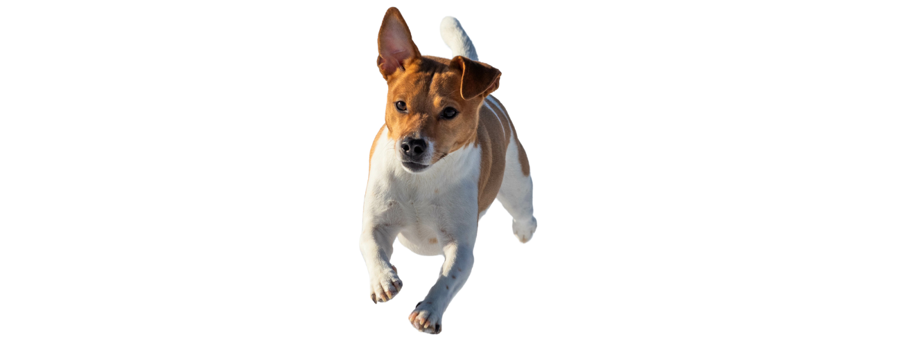 Danish Swedish Farmdog