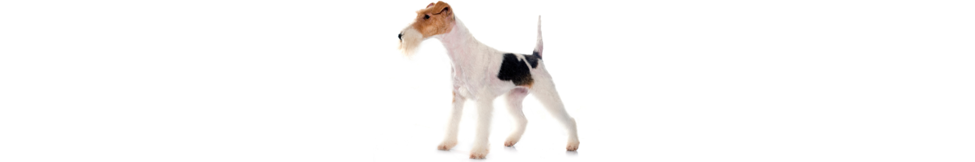 Fox Terrier de Pelo Duro