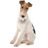 Fox Terrier de Pelo Duro