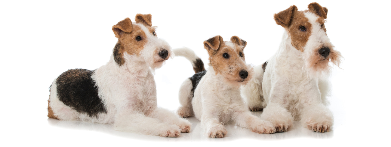 Fox Terrier de Pelo Duro