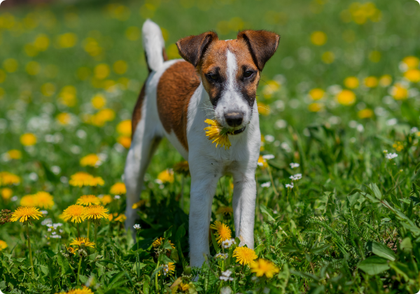 Fox Terrier de Pelo Liso