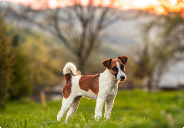 Fox Terrier de Pelo Liso
