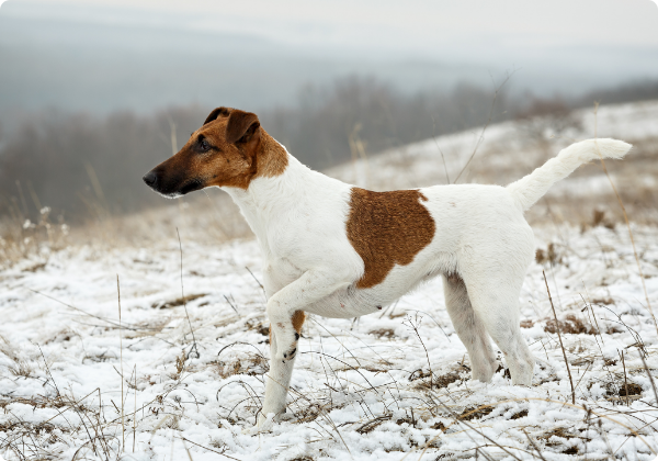 Fox Terrier de Pelo Liso