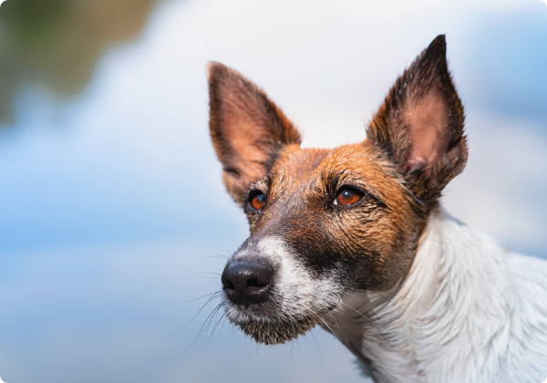 Fox Terrier de Pelo Liso