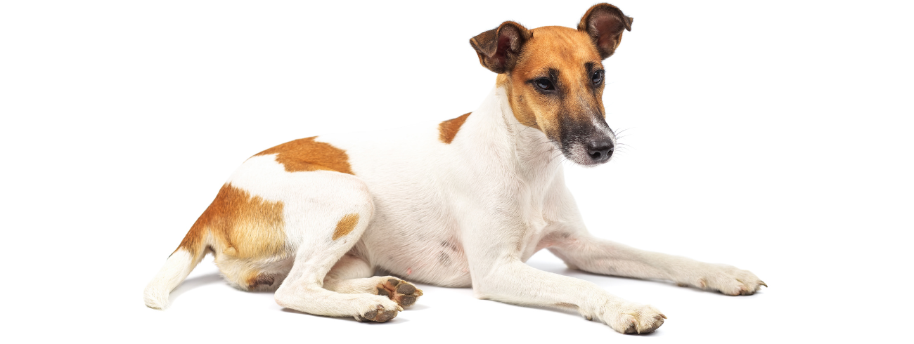 Fox Terrier de Pelo Liso