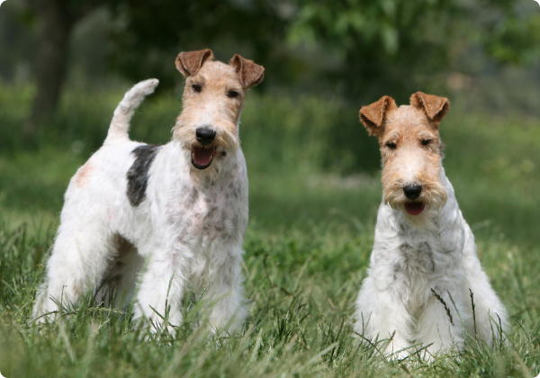 Fox Terrier de Pelo Duro