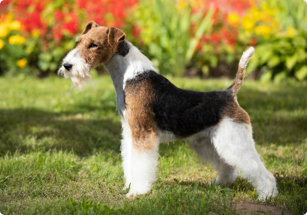 Fox Terrier de Pelo Duro