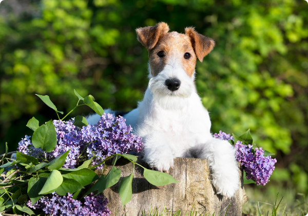 Fox Terrier de Pelo Duro
