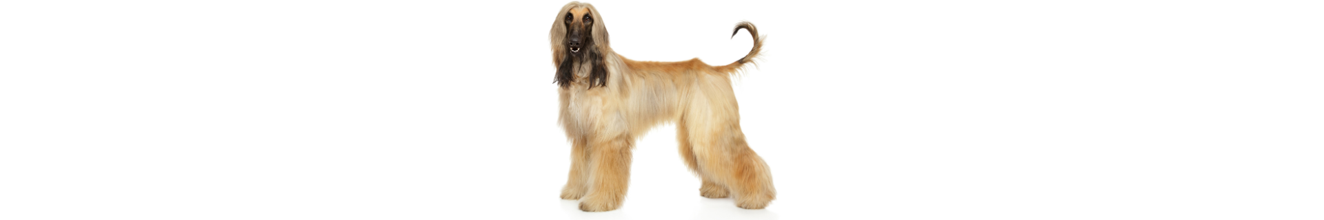 Galgo Afegão