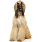 Galgo Afegão