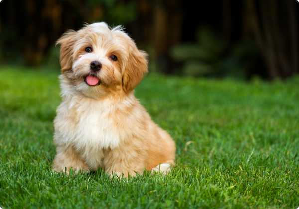 Bichon Havanes