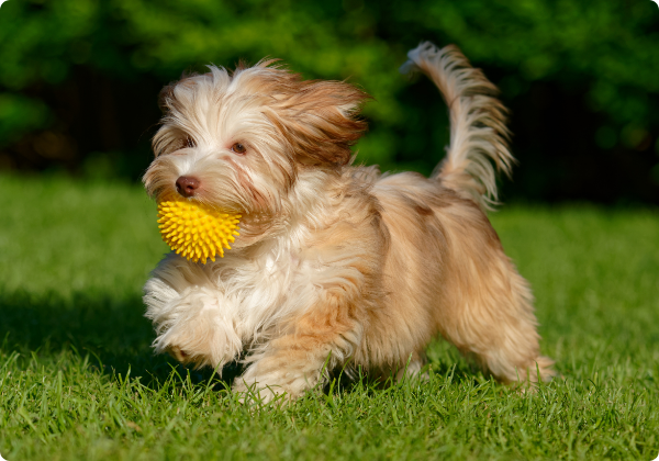 Bichon Havanes