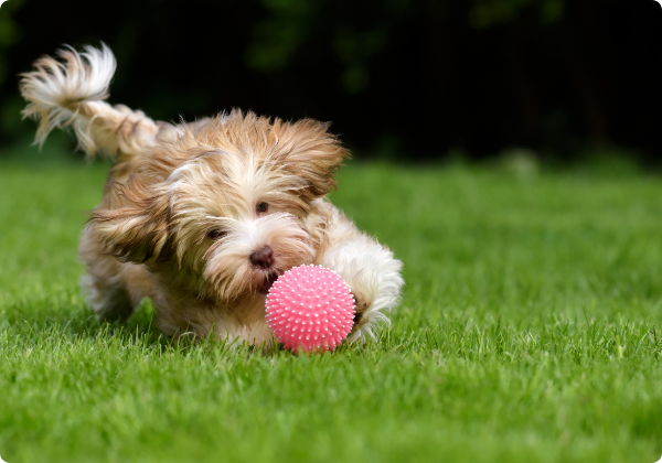 Norfolk Terrier
