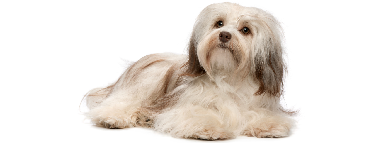 Bichon Havanes